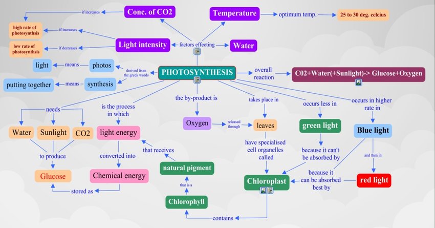 A-Completed-concept-map-about-Photosynthesis Photosynthesis mind map